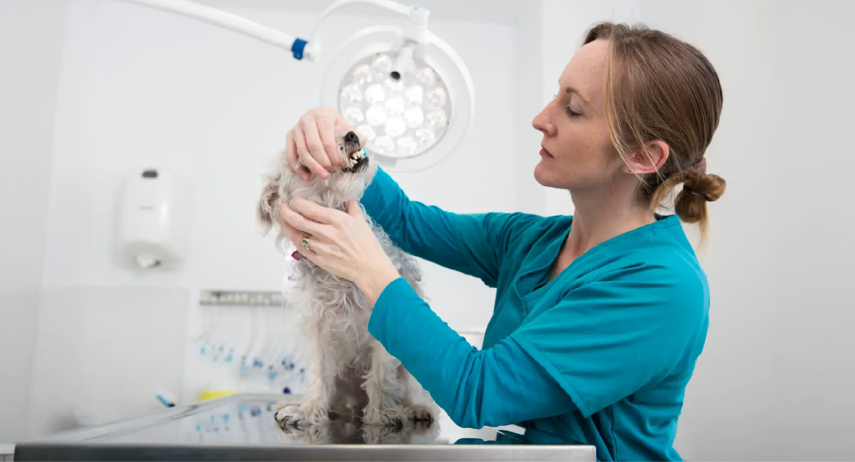 Une femme vétérinaire qui soigne un chien