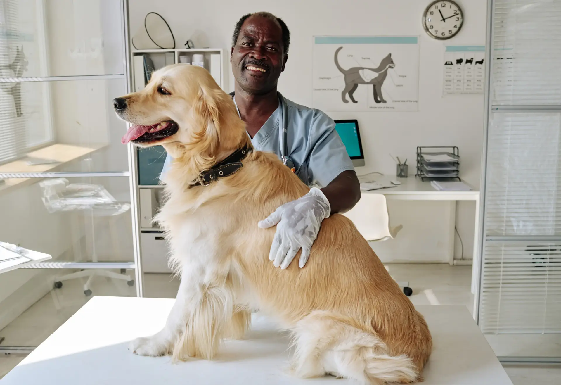 Un homme vétérinaire qui soigne un chien de race golden retriever